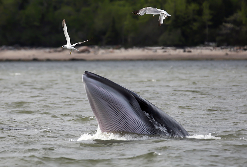 Whales, Eastern Canada